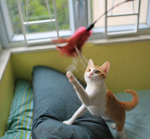 Socialization Habituation Simulation and Training img