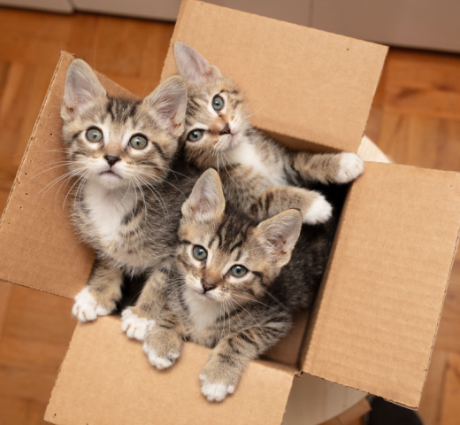 Tips For Socialization Your Cat img